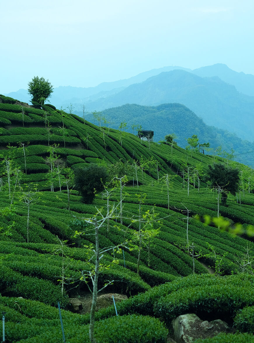 The Benefits of Rooibos Tea